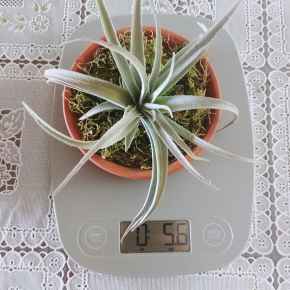 Small Terracotta Potted Moss Succulents - Picture 4 of 5